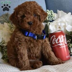 Miles/Toy Poodle									Puppy/Male	/9 Weeks,Beautiful litter of AKC Registered Red Poodle Pups, as you can see they are absolutely stunning with gorgeous dark red curly soft coats, beautiful head and bone structure, clear expressive eyes and beautiful top line and movement, if you have been looking for a top quality red poodle look no further, this litter is stunning, they are super sweet and easy going, not hyper active but playful and silly and settle down when you just want to relax, they are very smart and already potty pad trained, they have been fed premium food and filtered water since being weaned, my male pups will mature in the 7 to 10 lbs range and my girls mature in the 6 to 8 lbs range, you are welcome to come to my home and meet the pups and their parents, if you are not in the immediate area we can meet at a halfway point as long as its a reasonable distance, pups of this quality go fast so if you are serious and interested call or text please don’t email I will never see it. 