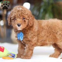 Bean/Miniature Poodle									Puppy/Male	/9 Weeks,Meet Bean, an AKC Miniature Poodle puppy with a soft, curly coat and an alert, intelligent expression. He has a balanced personality—enjoying playtime and interaction, while also settling down easily for quiet moments. Bean is active, curious, and responds well to attention, making him a good fit for a variety of home environments.