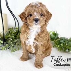 Toffee/Cockapoo									Puppy/Male	/February 19th, 2026,Toffee is a handsome red and white male Cockapoo puppy, with beautiful white markings on his face, chest and chin. He is well socialized, playing with our children daily. This sweet boy likes to play with his littermates and enjoys cuddles, too.