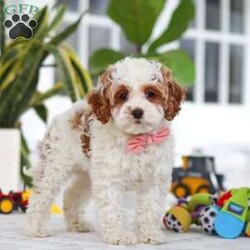 Daisy/Cockapoo									Puppy/Female	/11 Weeks,Meet the most darling F1B Cockapoo named Daisy! This girl is the definition of sweet and lovable—always ready to greet people with tail wags and snuggles. She has a playful side too, especially when there’s a toy involved or a new spot to explore. With her soft, wavy coat and warm eyes, she knows exactly how to melt hearts. Whether it’s joining in on adventures or curling up for a cozy nap, this little one may just be the perfect little sidekick for your family!