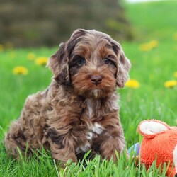 Elliot/Cockapoo									Puppy/Male	/7 Weeks,Hi, I’m Elliot, an adorable F1 Cockapoo with a heart full of love and a personality that will brighten your days! I’m sweet, playful, and always ready to greet everyone with happy tail wags and cuddles. I love exploring, chasing my favorite toys, and being right by your side no matter what you’re doing. With my soft, wavy coat and warm, loving eyes, I have a special way of making every moment feel a little more joyful. I can already imagine all the fun we’ll have together—sunny summer days, playing outside, going on little adventures, and making the kind of memories you’ll cherish forever.