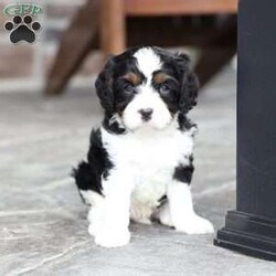 Kit/Cavapoo									Puppy/Male	/March 1st, 2026,Kit is a sweetheart raised on the kind of love and care that a puppy needs for a great start in life! He also enjoys a special diet for optimal health. Call, text or email to schedule you meet with this sweet boy! (we also offer facetime meetings)