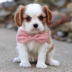Adopt a dog:Mable/Cavalier King Charles Spaniel/Female/March 5, 2026,Hi, I'm Mable! I'm a 6-week-old female Cavalier King Charles Spaniel with a beautiful blenheim coat, born on March 5. I'll be ready to go home to my forever family after April 30, once I'm grown enough to leave my litter. When I reach my adult size, I should weigh between 8–23 lbs. I'm AKC registered. I can't wait to fill your home with snuggles and tail wags.