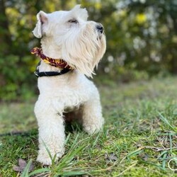 Ace/Miniature Schnauzer									Puppy/Male	/8 Weeks,Stunning brown (chocolate/liver) Miniature Schnauzer boy with a matching brown nose a rare and highly sought-after trait. He has a beautiful triple coat, expressive eyes, and a confident, loving temperament.