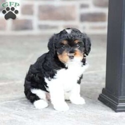Kinsley/Cavapoo									Puppy/Female	/March 9th, 2026,Kinsley is a sweetheart raised with the kind of love and care that a puppy needs for a great start in life! She also enjoys a special diet for optimal health. Call, text or email to schedule your meet with this sweet girl! (we also offer facetime meetings)
