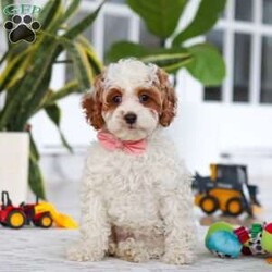 Daisy/Cockapoo									Puppy/Female	/11 Weeks,Meet the most darling F1B Cockapoo named Daisy! This girl is the definition of sweet and lovable—always ready to greet people with tail wags and snuggles. She has a playful side too, especially when there’s a toy involved or a new spot to explore. With her soft, wavy coat and warm eyes, she knows exactly how to melt hearts. Whether it’s joining in on adventures or curling up for a cozy nap, this little one may just be the perfect little sidekick for your family!