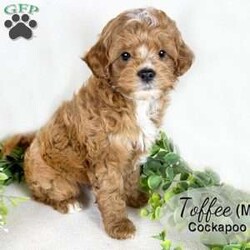 Toffee/Cockapoo									Puppy/Male	/February 19th, 2026,Toffee is a handsome red and white male Cockapoo puppy, with beautiful white markings on his face, chest and chin. He is well socialized, playing with our children daily. This sweet boy likes to play with his littermates and enjoys cuddles, too.