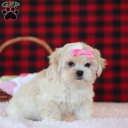 Malinda/Lhasa Apso									Puppy/Female	/10 Weeks,Hi, I’m Malinda! I’m an adorable ACA registered Lhasa Apso with so much charm, from my flowing soft coat to my bright, soulful eyes and confident, prancing walk. I carry that classic Lhasa attitude—proud, playful, and full of heart.