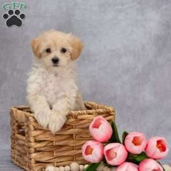 Quinton/Maltipoo									Puppy/Male	/9 Weeks,Meet our adorable Maltipoo puppies! Little Quinton is full of love and life, always ready to wiggle his way right into your heart and home. With his playful personality and sweet nature, he will make the perfect companion for any family.