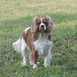Kit/Cavapoo									Puppy/Male	/March 1st, 2026,Kit is a sweetheart raised on the kind of love and care that a puppy needs for a great start in life! He also enjoys a special diet for optimal health. Call, text or email to schedule you meet with this sweet boy! (we also offer facetime meetings)