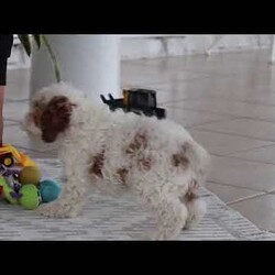 Daisy/Cockapoo									Puppy/Female	/11 Weeks,Meet the most darling F1B Cockapoo named Daisy! This girl is the definition of sweet and lovable—always ready to greet people with tail wags and snuggles. She has a playful side too, especially when there’s a toy involved or a new spot to explore. With her soft, wavy coat and warm eyes, she knows exactly how to melt hearts. Whether it’s joining in on adventures or curling up for a cozy nap, this little one may just be the perfect little sidekick for your family!