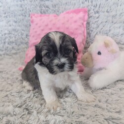 Pansy/Havanese									Puppy/Female	/February 23rd, 2026,Meet Pansy, she is a sweet little Havanese girl full of love and curiosity. She is very well socialized and loves playing with our children, she is happy healthy and off to a good start in life. Contact us today if you would like to meet her. She will not be available for long