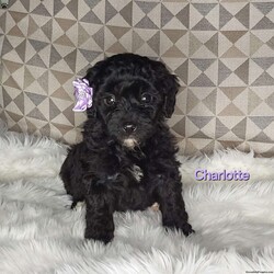 Charlotte/Mini Labradoodle									Puppy/Female	/7 Weeks,Meet sweet lil Charlotte!! Family raised with tender love and care, well socialized with children and adults caring heart who will always be there comforting you with lots of love!  Call Susan to schedule a visit! You would get along vet certificate, health records, microchip numbers, warranty that’s good for up to 1 year and a lil baggy food!!  