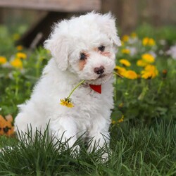 Benji/Bich-Poo									Puppy/Male	/7 Weeks,Meet Benji! He is a Bichapoo puppy with a friendly, affectionate personality and a playful nature. He enjoys time with people, whether that’s playing, exploring, or settling in for some quiet downtime. He’s been well cared for and is off to a good start, showing a nice balance of energy and calmness.