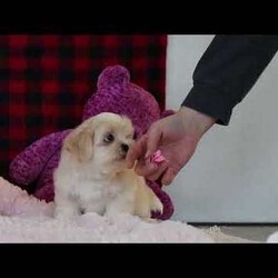 Malinda/Lhasa Apso									Puppy/Female	/10 Weeks,Hi, I’m Malinda! I’m an adorable ACA registered Lhasa Apso with so much charm, from my flowing soft coat to my bright, soulful eyes and confident, prancing walk. I carry that classic Lhasa attitude—proud, playful, and full of heart.