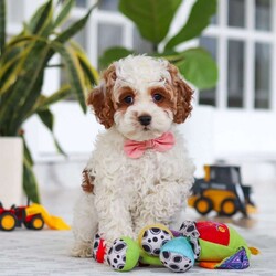 Daisy/Cockapoo									Puppy/Female	/11 Weeks,Meet the most darling F1B Cockapoo named Daisy! This girl is the definition of sweet and lovable—always ready to greet people with tail wags and snuggles. She has a playful side too, especially when there’s a toy involved or a new spot to explore. With her soft, wavy coat and warm eyes, she knows exactly how to melt hearts. Whether it’s joining in on adventures or curling up for a cozy nap, this little one may just be the perfect little sidekick for your family!