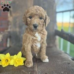 Freddie/Mini Goldendoodle									Puppy/Male	/7 Weeks,Meet Freddie, an amazing little ball of fluff! He is playful and loves people. He’s a miniature golden doodle with an expected weight of 30 pounds when full grown. He has been vet checked and vaccinated and we also give a 30 day health guarantee! His Mother is a family pet and is on site for you to meet! Contact Emily today with any questions or to schedule a meeting. 