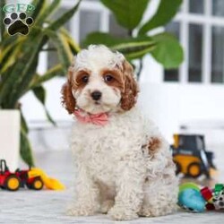 Daisy/Cockapoo									Puppy/Female	/11 Weeks,Meet the most darling F1B Cockapoo named Daisy! This girl is the definition of sweet and lovable—always ready to greet people with tail wags and snuggles. She has a playful side too, especially when there’s a toy involved or a new spot to explore. With her soft, wavy coat and warm eyes, she knows exactly how to melt hearts. Whether it’s joining in on adventures or curling up for a cozy nap, this little one may just be the perfect little sidekick for your family!