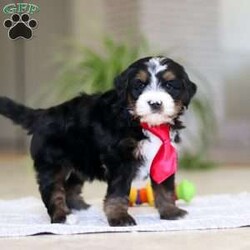 Chico/Mini Bernedoodle									Puppy/Male	/7 Weeks,Meet Chico! A sweet Mini multigen Bernedoodle! Full of energy, curiosity, and unconditional love, he’s always ready to explore, chase toys, and discover something new. When the day winds down, he’s happiest curled up close, soaking in every cuddle with his gentle, affectionate nature. With his adorable looks and loving temperament, he’s the perfect mix of playful and calm—ready to become someone’s very best friend.