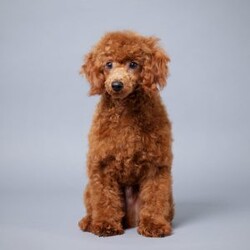 asher/Bich-Poo									Puppy/Male	/12 Weeks,Meet our adorable Bichapoo puppy, a sweet little companion ready to find a loving forever home! This precious pup has been vet checked, is up to date on vaccinations and deworming, and comes microchipped for added peace of mind. We also offer safe, reliable delivery right to your doorstep, making the adoption process easy and stress-free.