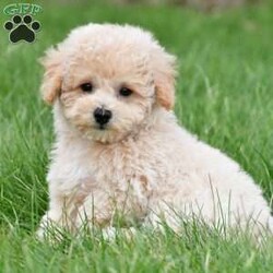 asher/Bich-Poo									Puppy/Male	/12 Weeks,Meet our adorable Bichapoo puppy, a sweet little companion ready to find a loving forever home! This precious pup has been vet checked, is up to date on vaccinations and deworming, and comes microchipped for added peace of mind. We also offer safe, reliable delivery right to your doorstep, making the adoption process easy and stress-free.