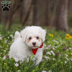 Benji/Bich-Poo									Puppy/Male	/7 Weeks,Meet Benji! He is a Bichapoo puppy with a friendly, affectionate personality and a playful nature. He enjoys time with people, whether that’s playing, exploring, or settling in for some quiet downtime. He’s been well cared for and is off to a good start, showing a nice balance of energy and calmness.