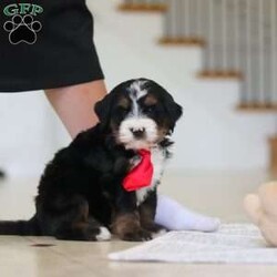 Chico/Mini Bernedoodle									Puppy/Male	/7 Weeks,Meet Chico! A sweet Mini multigen Bernedoodle! Full of energy, curiosity, and unconditional love, he’s always ready to explore, chase toys, and discover something new. When the day winds down, he’s happiest curled up close, soaking in every cuddle with his gentle, affectionate nature. With his adorable looks and loving temperament, he’s the perfect mix of playful and calm—ready to become someone’s very best friend.