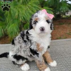 Chloe/Bernedoodle									Puppy/Female	/10 Weeks,Meet Chloe, she is such a stunning little girl! She is more on the shy side but will be happy to cuddle up with you. She loves to play but will be very happy to just have all the attention that she can get! She is up to date on vaccinations and dewormer and will have a final health exam with our veterinarian to ensure excellent health before leaving our home. She is anticipated to be very low shedding, if anything at all. Mom is a Bernese mountain dog around 70 lb and dad is a miniature poodle around 20lb, both parents have completed their genetic test and she will come with a one-year genetic health guarantee. We are estimating her to be around35 to  40 lb at her adult weight. If you are interested in adopting this extremely fluffy and sweet girl please call or text me. If you are not able to come here and meet her, I do have shipping options available.