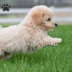 asher/Bich-Poo									Puppy/Male	/12 Weeks,Meet our adorable Bichapoo puppy, a sweet little companion ready to find a loving forever home! This precious pup has been vet checked, is up to date on vaccinations and deworming, and comes microchipped for added peace of mind. We also offer safe, reliable delivery right to your doorstep, making the adoption process easy and stress-free.