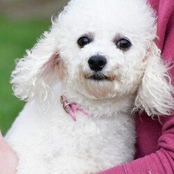 asher/Bich-Poo									Puppy/Male	/12 Weeks,Meet our adorable Bichapoo puppy, a sweet little companion ready to find a loving forever home! This precious pup has been vet checked, is up to date on vaccinations and deworming, and comes microchipped for added peace of mind. We also offer safe, reliable delivery right to your doorstep, making the adoption process easy and stress-free.