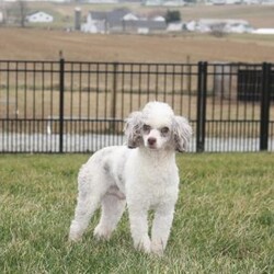 Charlotte/Mini Labradoodle									Puppy/Female	/7 Weeks,Meet sweet lil Charlotte!! Family raised with tender love and care, well socialized with children and adults caring heart who will always be there comforting you with lots of love!  Call Susan to schedule a visit! You would get along vet certificate, health records, microchip numbers, warranty that’s good for up to 1 year and a lil baggy food!!  