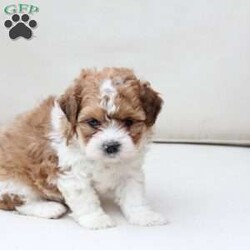Maple/Shih-Poo									Puppy/Female	/March 15th, 2026,Maple is 1 of 2 in her litter , she has an approximate adult weight of 12 to 20 pounds . 