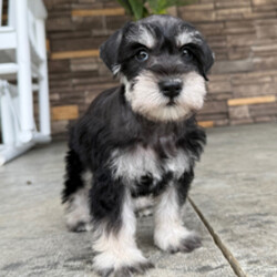 Adopt a dog:Carter/Miniature Schnauzer/Female/March 24, 2026,Hi, I'm Carter! I'm a 6-week-old male Miniature Schnauzer with a beautiful black & silver coat, born on March 24. I'll be ready to go home to my forever family after May 19, once I'm grown enough to leave my litter. When I reach my adult size, I should weigh between 16–20 lbs. I'm APRI registered. I'm all set to fill your home with laughter and paw-some moments.