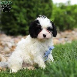 Jackson/Cavapoo									Puppy/Male	/8 Weeks,Meet Jackson, an adorable F1 Cavapoo puppy with a soft, fluffy coat and a friendly, people-loving personality. He enjoys playtime, exploring his surroundings, and staying close to his family. He has a wonderful balance of energy and calmness—always ready for fun but just as happy to settle down for some quiet cuddle time.