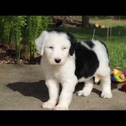 Bentley/Sheepadoodle									Puppy/Male	/6 Weeks,Hi, I’m Bentley! I’m an adorable Sheepadoodle puppy and basically a fluffy little bundle of joy. With my soft, wavy coat and bright, curious eyes, I love exploring, playing, and then curling up close for some cozy cuddle time. I’ve got a fun, gentle personality and a whole lot of love to give, and I can’t wait to make tons of happy memories with my forever family.