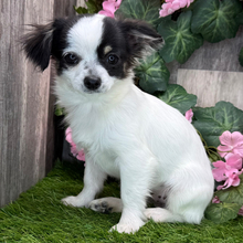 Chelsey/Chihuahua/Female/December 3, 2025