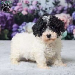 Rita/Miniature Poodle									Puppy/Female	/10 Weeks,Meet Rita, a sweet Mini Poodle puppy ready to find his forever home! She has been vet checked, is up to date on all her shots, and is off to a healthy start. Rita has a gentle, loving personality and enjoys both playtime and cuddles. She’s the perfect little companion to bring joy and warmth into your home. Don’t miss the chance to make this adorable girl part of your family! His mom, Patches (a Mini Poodle, 13 lbs), and dad, All Star (a Mini Poodle, 14 lbs), both have gentle, friendly personalities. Rita is ready to fill your home with love, cuddles, and happy moments.