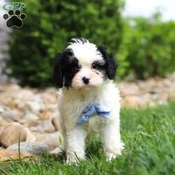 Jackson/Cavapoo									Puppy/Male	/8 Weeks,Meet Jackson, an adorable F1 Cavapoo puppy with a soft, fluffy coat and a friendly, people-loving personality. He enjoys playtime, exploring his surroundings, and staying close to his family. He has a wonderful balance of energy and calmness—always ready for fun but just as happy to settle down for some quiet cuddle time.