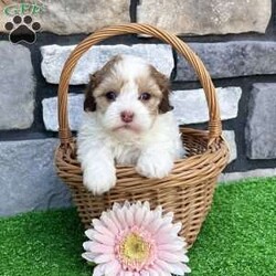 Millie/Havapoo									Puppy/Female	/7 Weeks,Hi… I’m Millie I’m a gorgeous gold sable and white Havapoo girl, born on 3/18/26, and I’ve got the best of both worlds—my mom is a purebred AKC Havanese and my dad is a purebred AKC Poodle. That means I’m not just cute… I’m smart, loving, and oh-so cuddly too. I’ve got a super sweet personality and love being around people. I’m the kind of puppy who enjoys playtime, but I really shine when it’s time to snuggle up and be close to you. I’d love to be your little companion and follow you wherever you go. I come up to date on all my shots and dewormings, I’m microchipped, and I’ll come with a health guarantee so you can feel confident bringing me home. I’m ready to fill your home with love, cuddles, and lots of happy moments Call or text to make me yours: