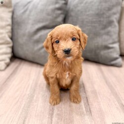 Chief/Mini Goldendoodle									Puppy/Male	/7 Weeks,Meet Chief! This sweet and adorable Mini Goldendoodle is looking for a forever family!