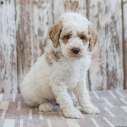 Hackman/Mini Labradoodle									Puppy/Male	/10 Weeks,This is Hackman. This handsome little guy will bring you happiness each day! Family raised, up to date on shots and dewormer, and comes with a 1 year genetic health guarantee. He’s socialized with our children, who help care for the puppies!! He comes with a small bag of food, blanket, toy and a collar. Give us a call today! We’re open Monday-Saturday 8-8 and closed on Sundays. Sunday messages will be returned on Monday. Country Echo Pets,  Raymond Lapp Sunbury Pa 17801 Pa License #17927
