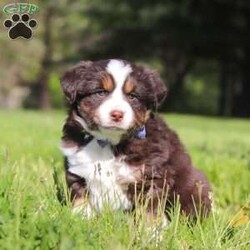 Tucker/Australian Shepherd									Puppy/Male	/7 Weeks,Meet Tucker, an adorable AKC Australian Shepherd puppy with a fun-loving personality and a heart full of affection! This handsome little boy is always ready for his next adventure, whether he’s playing with his favorite toys, exploring the outdoors, or curling up beside you for cuddle time after a busy day. With his soft fluffy coat, bright expressive eyes, and intelligent nature, Tucker is sure to steal the hearts of everyone he meets. Australian Shepherds are known for their loyalty, intelligence, and loving personalities, making Tucker an excellent companion for families, active individuals, or anyone searching for a faithful best friend.