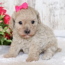 Adopt a dog:Oasis/Maltipoo/Female/April 14, 2026,Hi, I'm Oasis! I'm a 5-week-old female Maltipoo. My dad is a Maltipoo and my mom is a Poodle. I have a beautiful cream coat, and I was born on April 14. I'll be ready to go home to my forever family after June 10, once I'm grown enough to leave my litter. When I reach my adult size, I should weigh between 8–10 lbs. We can shop for puppy toys together, take long walks or just stay at home watch a good movie on TV.