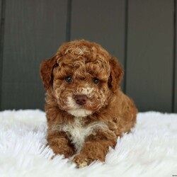 Archie/Miniature Poodle									Puppy/Male	/8 Weeks,Meet Archie! He is a gorgeous deep red AKC registered purebred mini poodle, with flashy white markings placed perfectly on his face and chest, making him the most adorable fluffy little puppy! The poodle is non shedding and hypoallergenic making them the ideal companion to have in your life. The mom “Addie” is a loving 11lb AKC mini poodle and dad “Miles” is a gentle 12lb AKC purebred poodle, they have amazing temperaments and great confirmation! Both parents are completely genetic tested and clear of any genetic diseases, this assures your puppy a solid health foundation to their life! Archie is updated on all vaccinations and deworming schedule as well as health checked by our local veterinarian to assure proper health before going to his forever home. Included will be all health records, AKC registration papers and a small baggie of food to help transition to his new home, as well as our extended health and genetic guarantee! Our puppies go through the ENS program, as well as socializing with us each day to help bring out the best in each puppy! Your puppy is also started on crate training. Shipping is available anywhere in the USA or Puerto Rico. Visits are also welcome! Call or text Duane to discuss further details!