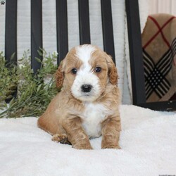Fiasco/Mini Goldendoodle									Puppy/Male	/8 Weeks,Here comes a beautiful red Mini Goldendoodle puppy who is family raised and well socialized with children. This cutie comes up to date on shots and dewormer and is vet checked! The breeder offers a health guarantee as well. If you are searching for a cheerful puppy to add to your family contact us today!