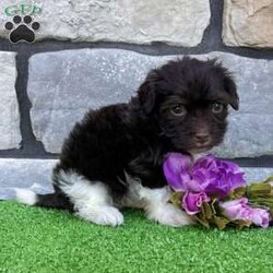 Raven/Havanese									Puppy/Female	/9 Weeks,Well hello there… I’m Raven I’m a chocolate and white Havanese girl born on 3/13/26, and I’ve got a look that’s a little different from the rest—soft, fluffy, and full of personality. I may be small, but I’ve got a big heart and a gentle way about me that makes people fall in love fast. I’m AKC registered and raised to be a true companion. I’m super sweet, love attention, and enjoy being close to my people. I’ll happily play when it’s time for fun, but I’m just as content curling up beside you and soaking in all the cuddles. I’m the kind of puppy that fits right into your life and makes every day a little better just by being there. I come up to date on all my shots and dewormings, I’m microchipped, and I come with a health guarantee so you can feel confident bringing me home. I’m ready to find my forever person… maybe that’s you Call or text to bring me home: