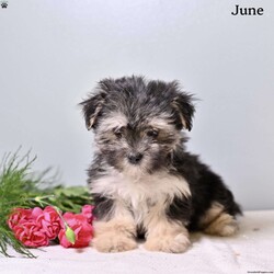 June/Morkie / Yorktese									Puppy/Female	/9 Weeks,These adorable Morkie puppies are looking for loving forever homes! Family raised with lots of care and attention, these sweet puppies are well socialized and used to everyday household activity. They love being around people and enjoy playtime, cuddles, and exploring their surroundings. Their affectionate personalities and small size make them wonderful companions for families, couples, or individuals alike.