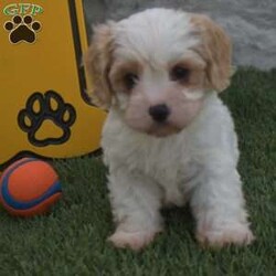 Alex/Cavachon									Puppy/Male	/10 Weeks,Alex is a sweet little puppy. That’s very active playful and loves to play with my two daughters. He has been raised from sound parents.