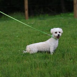 Titan (Mini)/Bichon Frise									Puppy/Male	/6 Weeks,Say hello to Titan, a remarkably tiny and incredibly sweet all-white male who proves that the biggest, most loving personalities often come in the smallest packages. For dog lovers who are specifically seeking out adorable 