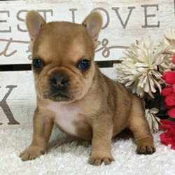 Adopt a dog:Bruno/French Bulldog/Female/April 2, 2026,Hi, I'm Bruno! I'm a 7-week-old male French Bulldog with a beautiful fawn coat, born on April 2. I'll be ready to go home to my forever family after May 29, once I'm grown enough to leave my litter. When I reach my adult size, I should weigh between 20–22 lbs. I'm AKC registered. If a sock goes missing, I might be the culprit. I love mischief.